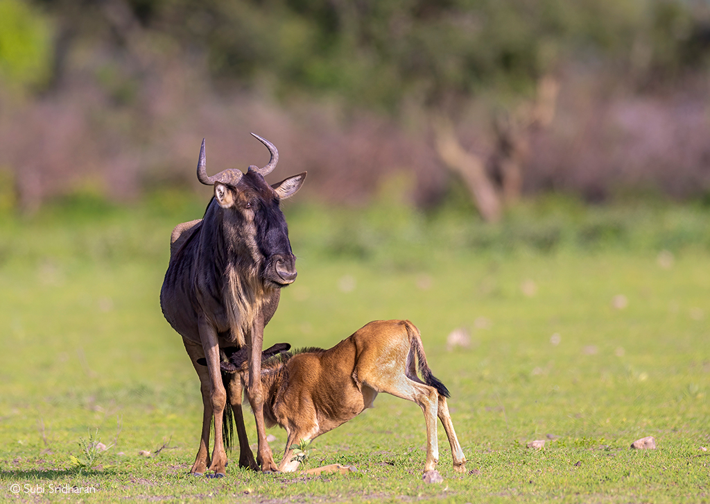 February Ndutu Calving Season: Witness the Birth of the Serengeti