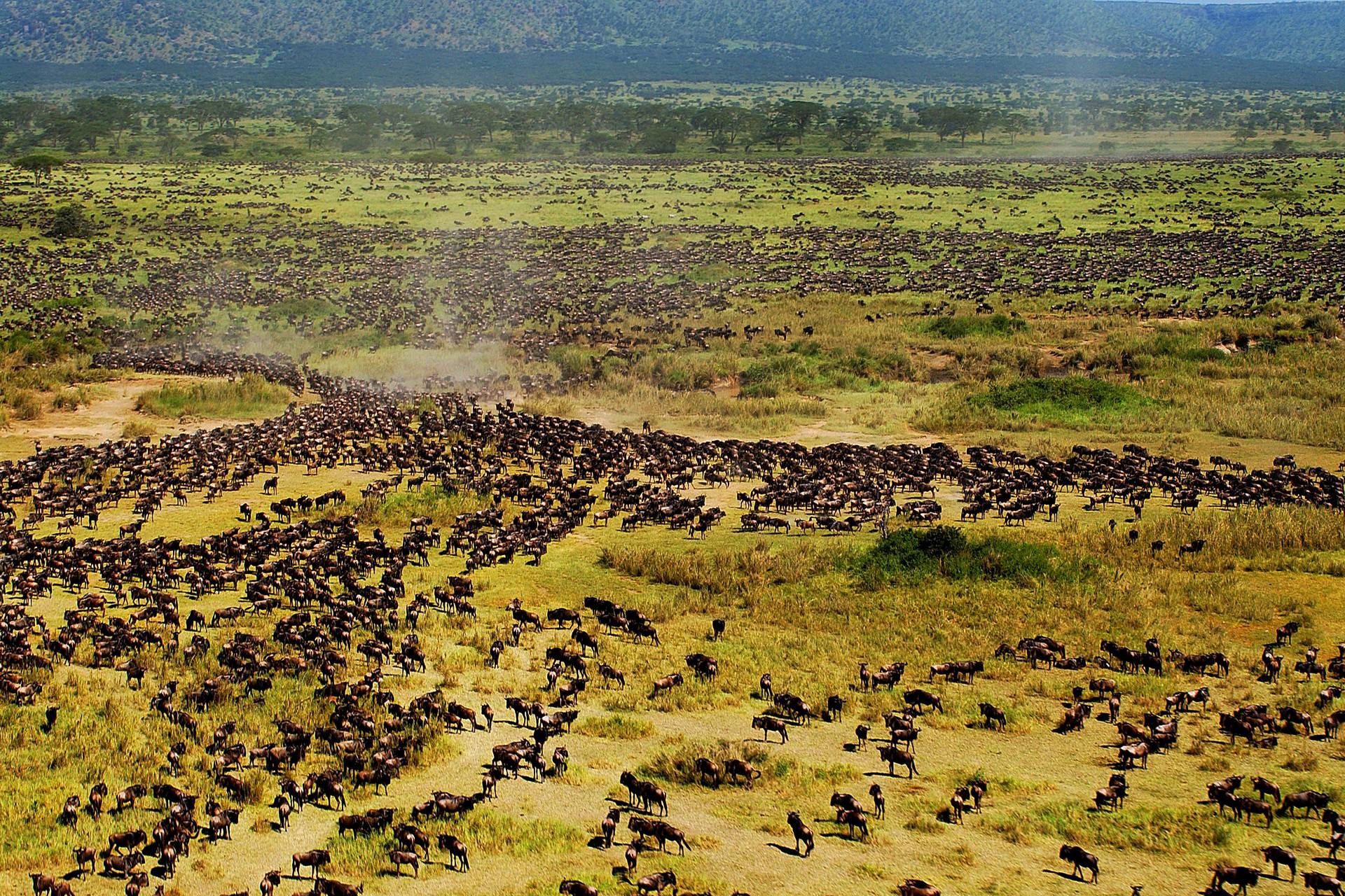 Fly In Serengeti Safari