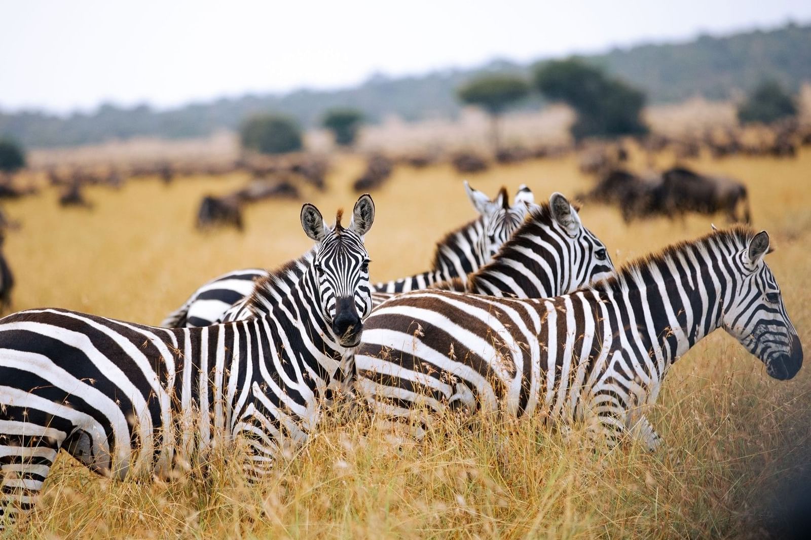 Four Days Serengeti Safari from Arusha