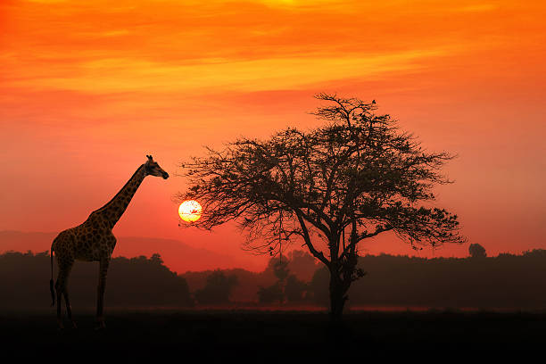 From Mountains, Wilderness to Beaches: Exploring Tanzania’s Diverse Landscape