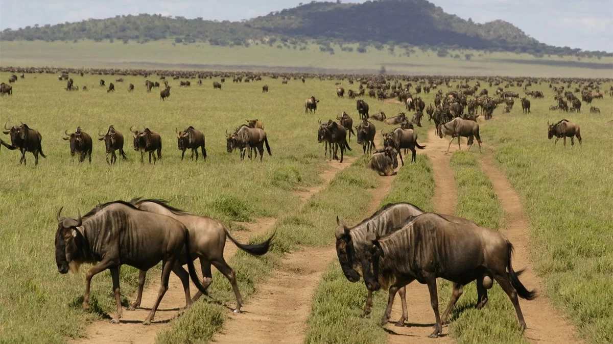 Great Migration Safari 2026: Following the Herds Through June, July, and August