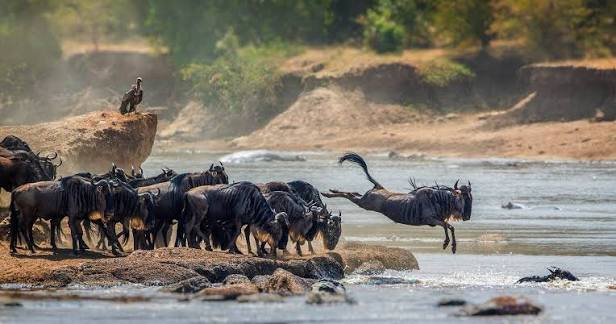 How Much Does Serengeti Safari Cost? A Complete Tanzania Safari Price Guide