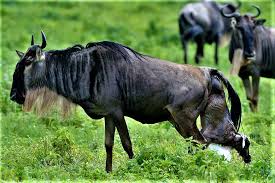 Is February a Good Time for a Tanzania Safari?