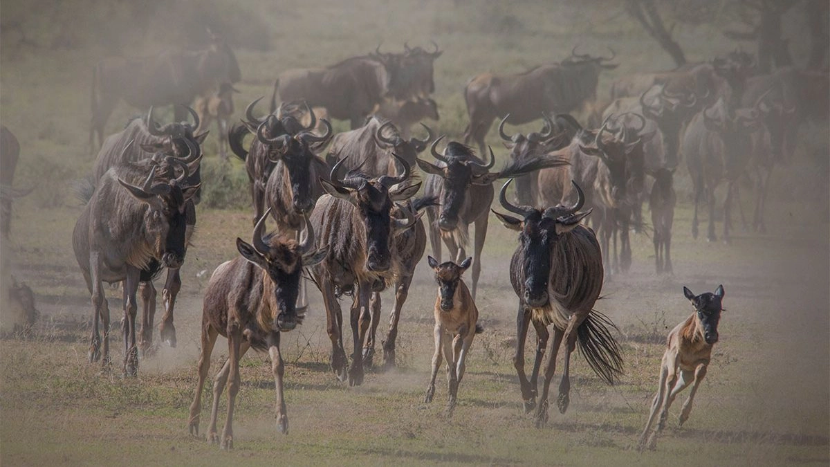 January 2026: Northern Tanzania Safari and Spice Island Escape