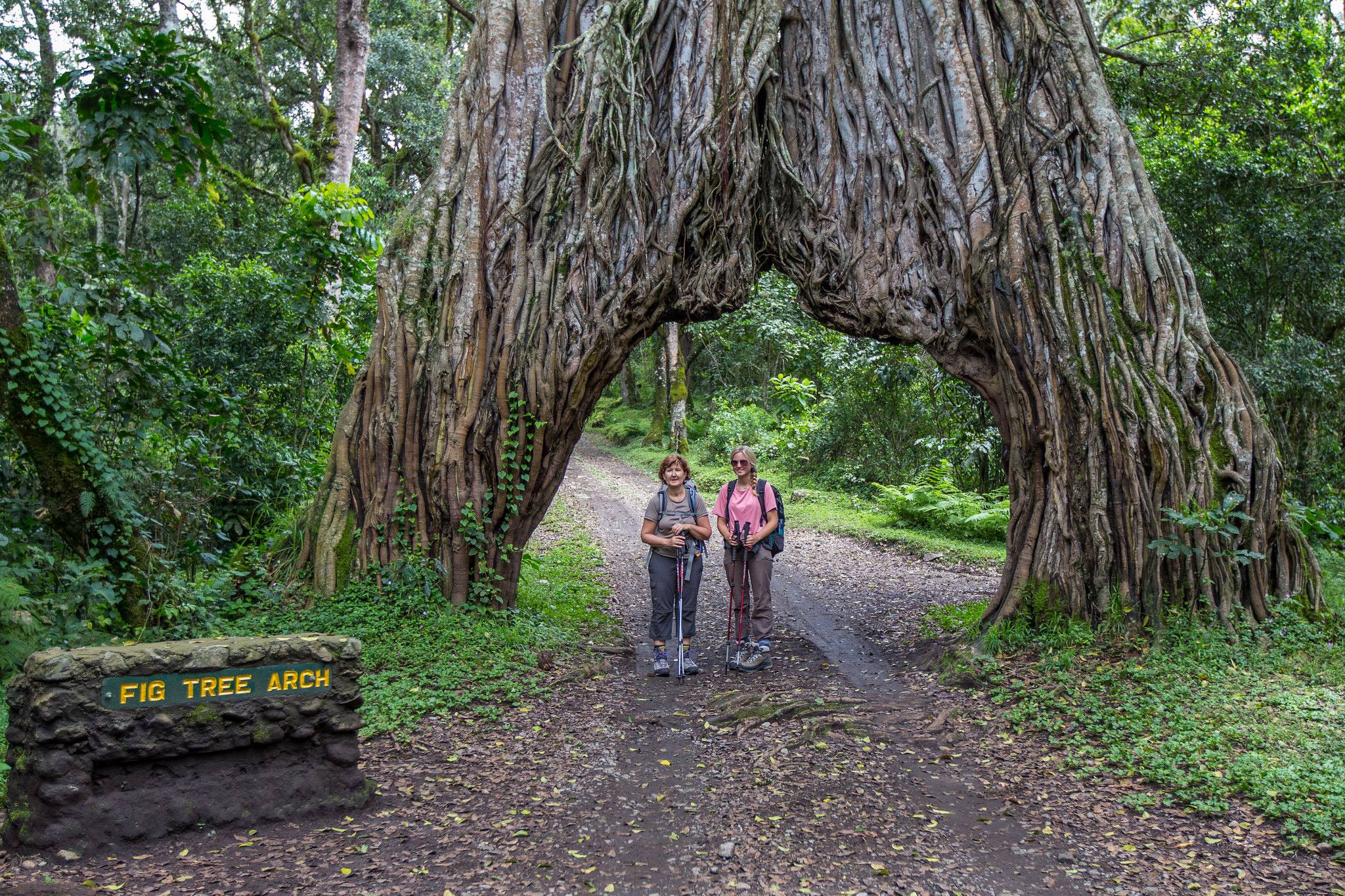 Last Minute Safari Deals Arusha: Explore Tanzania’s Wildlife With Tanzania Safari Source Tours