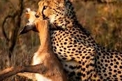 Ndutu Calving 2026: A Deep Dive into Tanzania’s Southern Plains (Valentine’s Offer)