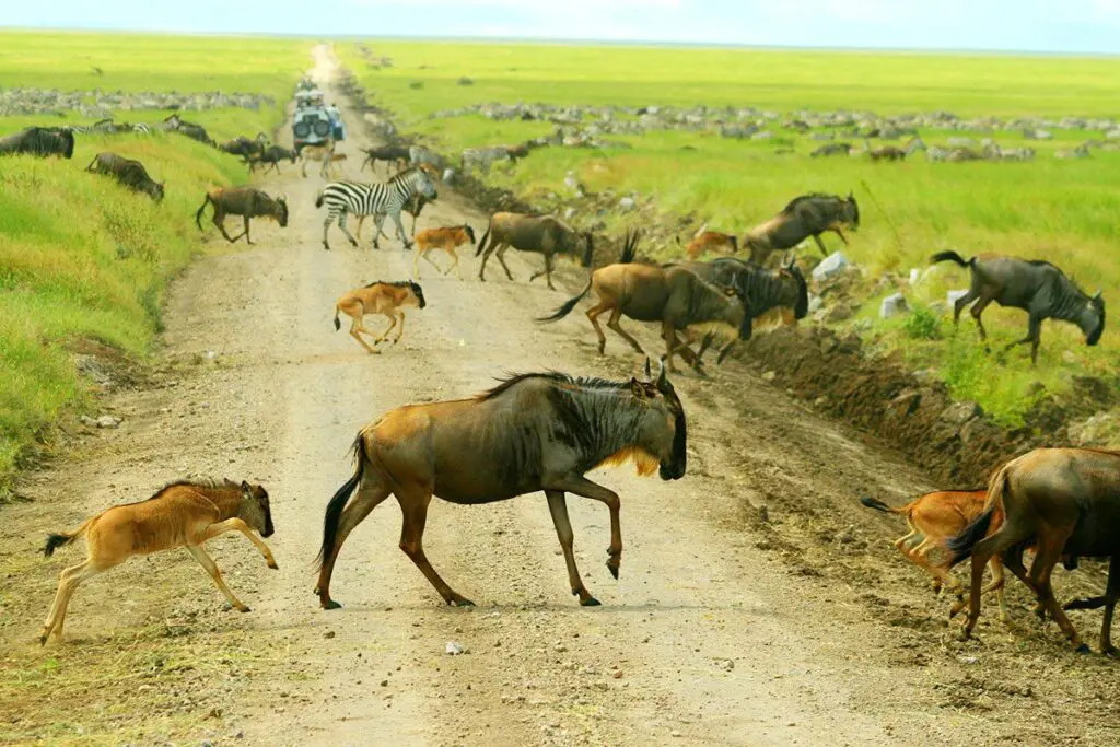 Ndutu Safari for the Great Migration