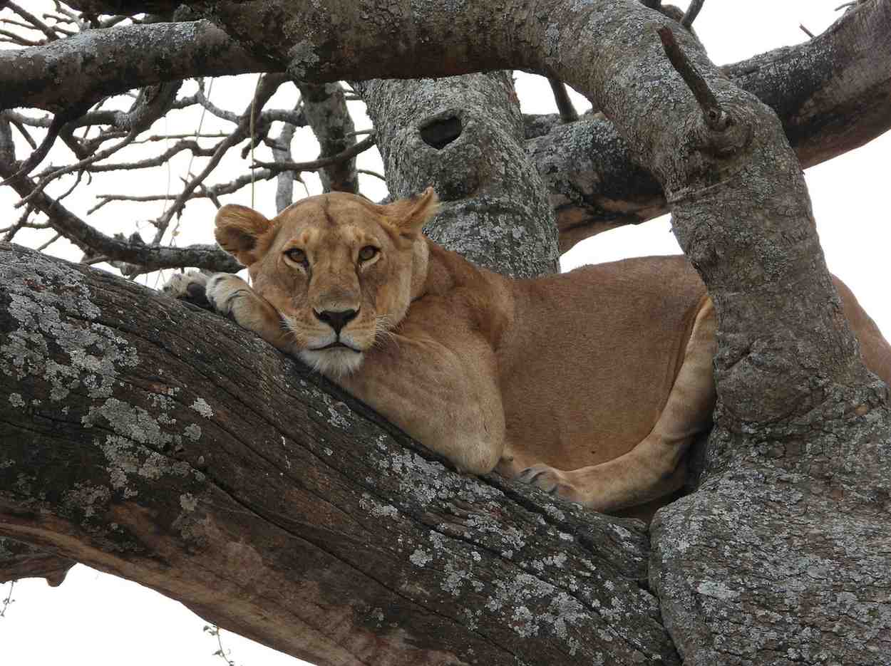Private Serengeti Safari vs Group Safari