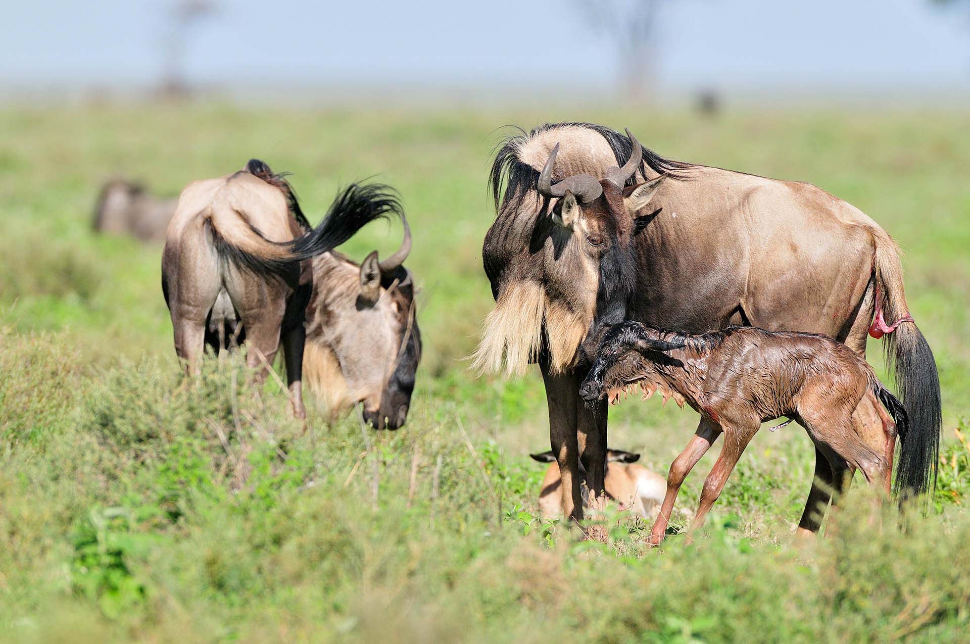 Safari and Sea: Combining Ndutu Calving with a Zanzibar Holiday