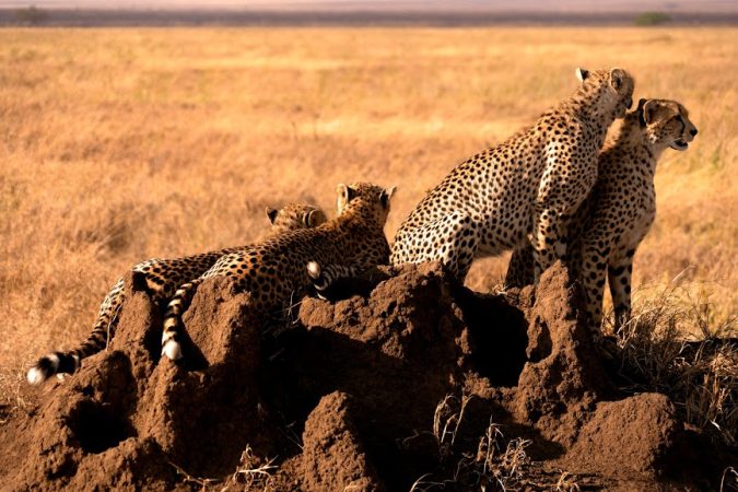 Safari Zanzibar