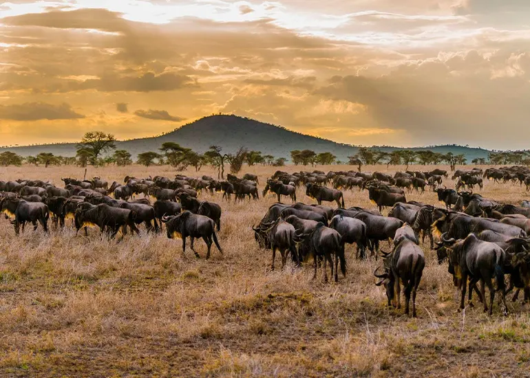 Serengeti Migration June 2026: Where the Herds Are and What We Expect This Season