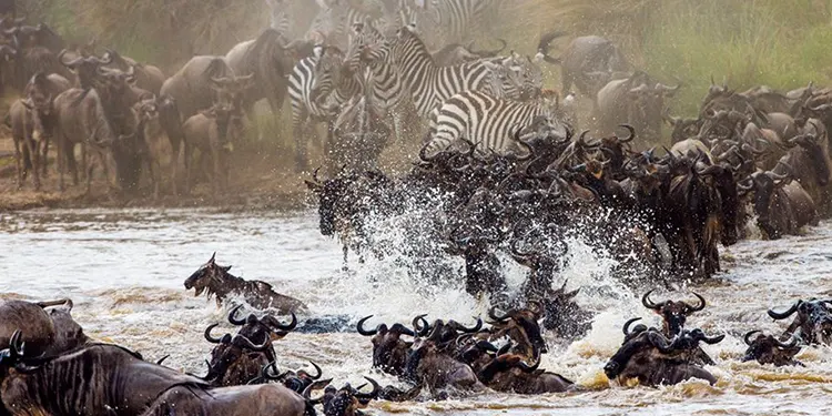 Serengeti Safari in Tanzania
