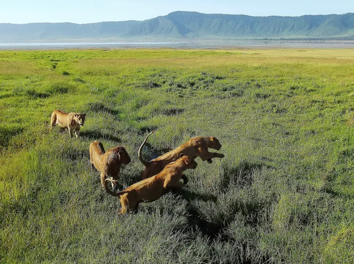 Tanzania Group Joining Safari