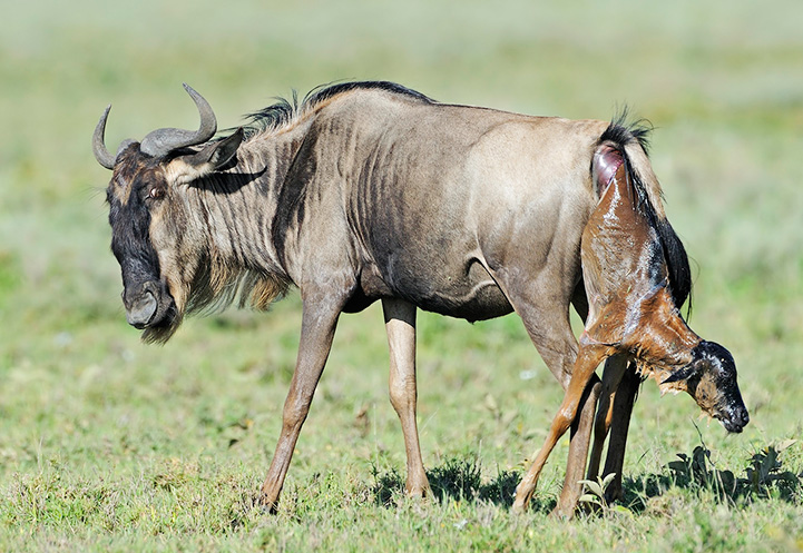 Tanzania Safari Itinerary  This Season