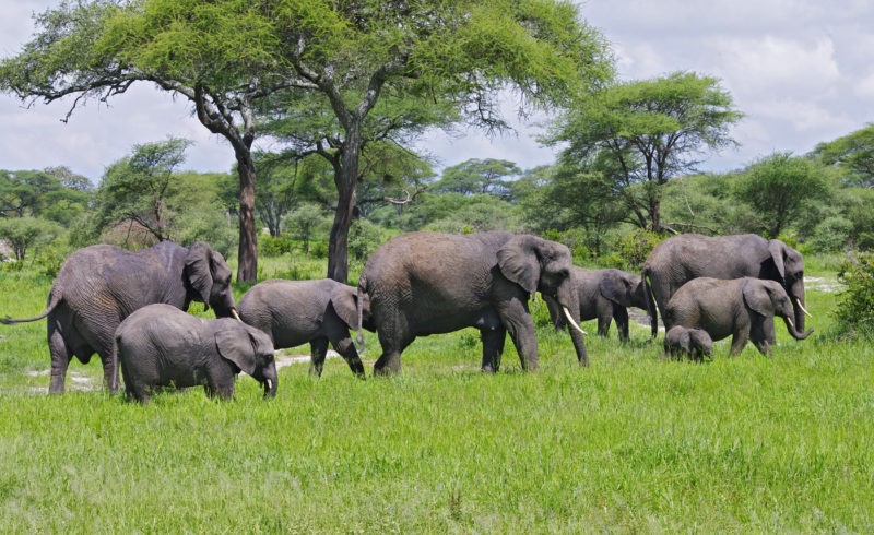 Tanzania Safari Source Tours: 2026/2027 Safaris