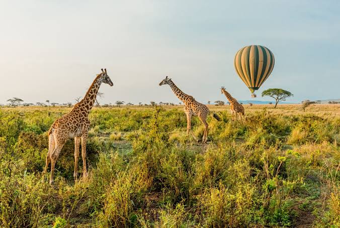 Tanzania Serengeti Safari: Discover Africa’s Most Iconic Wildlife Destination