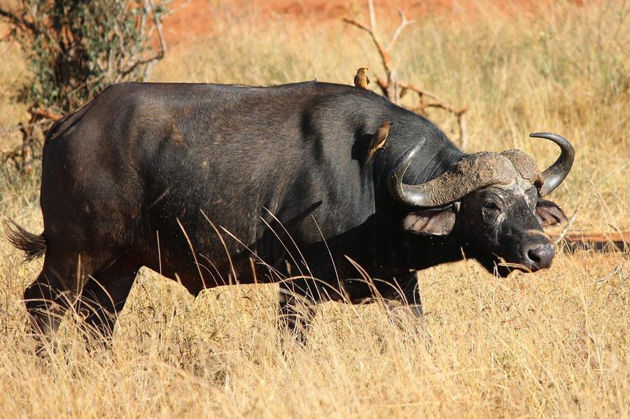 Tanzania’s Hidden Gems: Off the Beaten Path Adventures