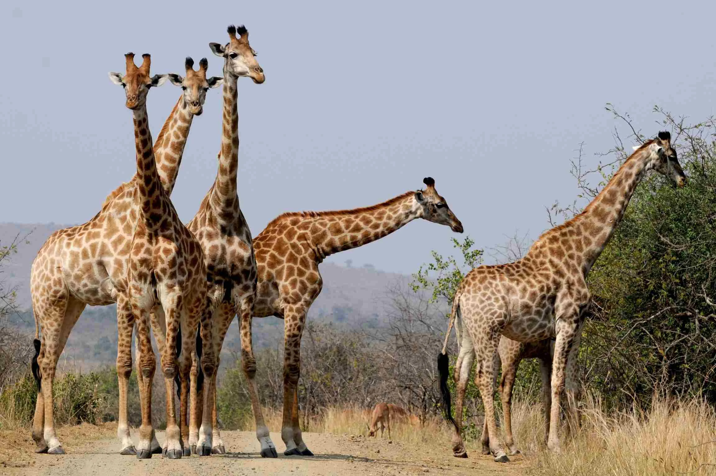Tarangire Day Trip in August: A Complete Safari Experience from Arusha