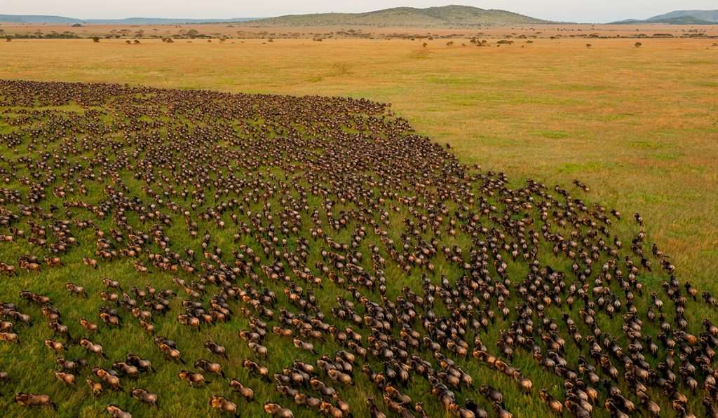 The Best Time to See the Great Migration River Crossings
