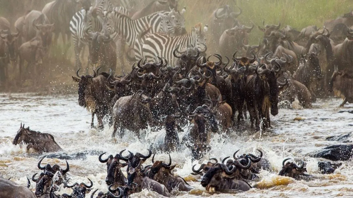 The Ultimate 2026 Guide: Northern Circuit Safari and Zanzibar