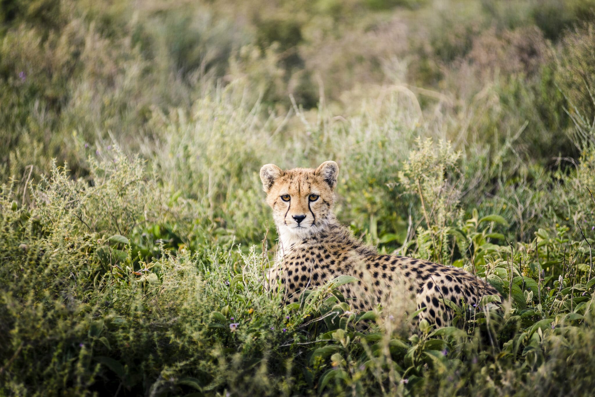 Tracking the Great Migration Herds in June: A Complete Guide