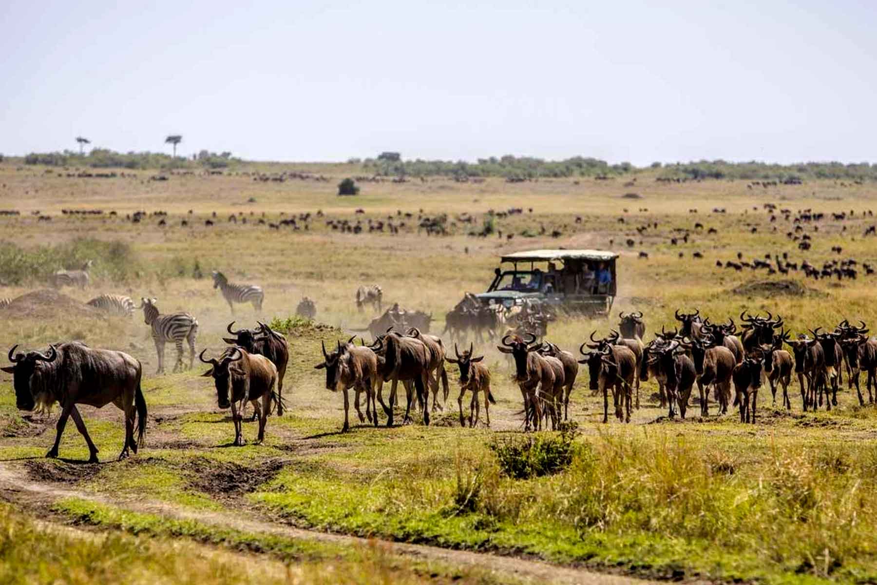 Ultimate 5 Day Ndutu Calving Safari: Peak Predator Action in February