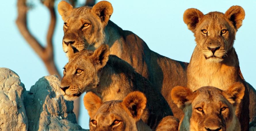 Unique Tanzania Safari Experiences Beyond the Big Five