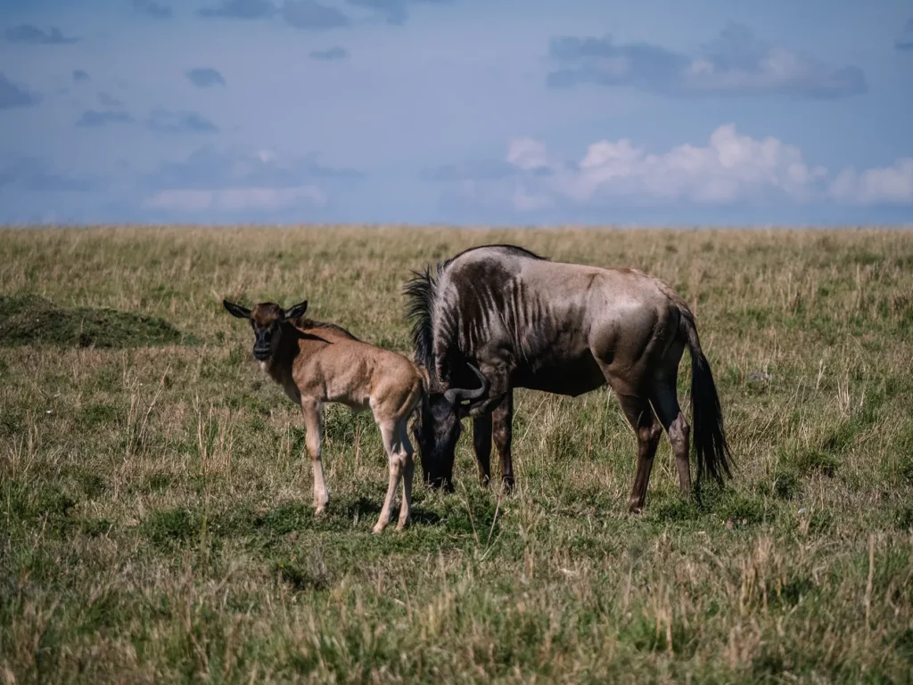 Valentine’s Serengeti Calving: 4 Day Ndutu and Ngorongoro Escape