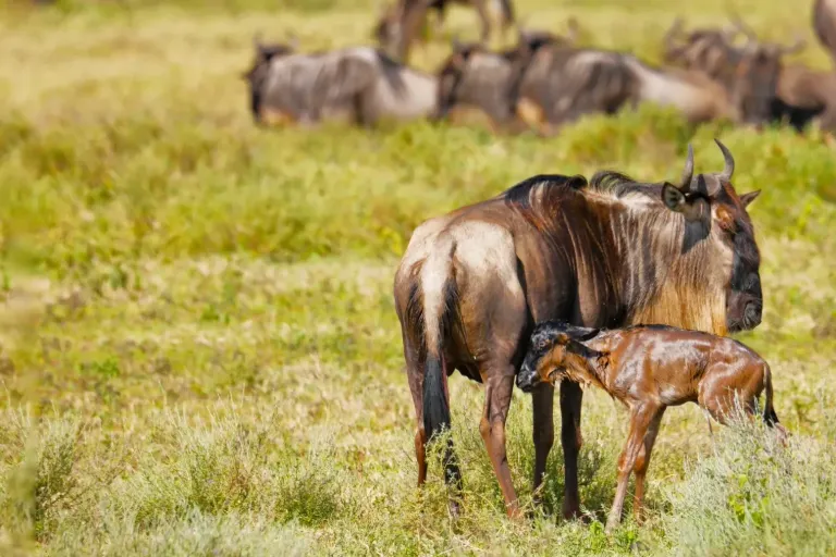 What to Expect on a Tanzania Safari in February: Discover Ndutu