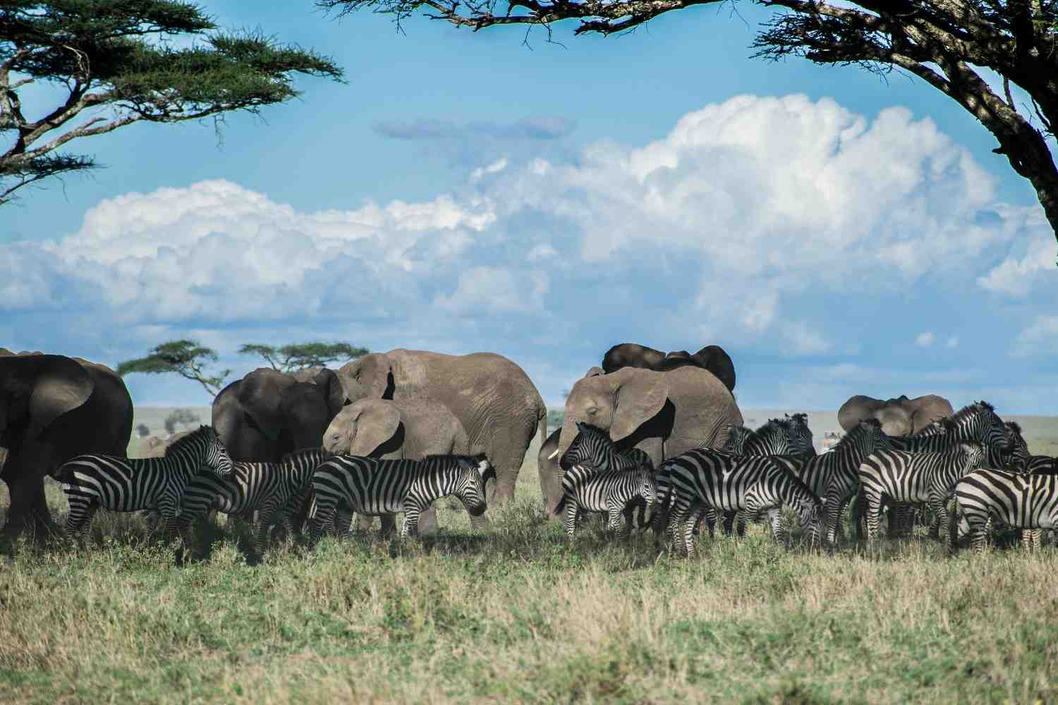 When is the Great Migration in Africa