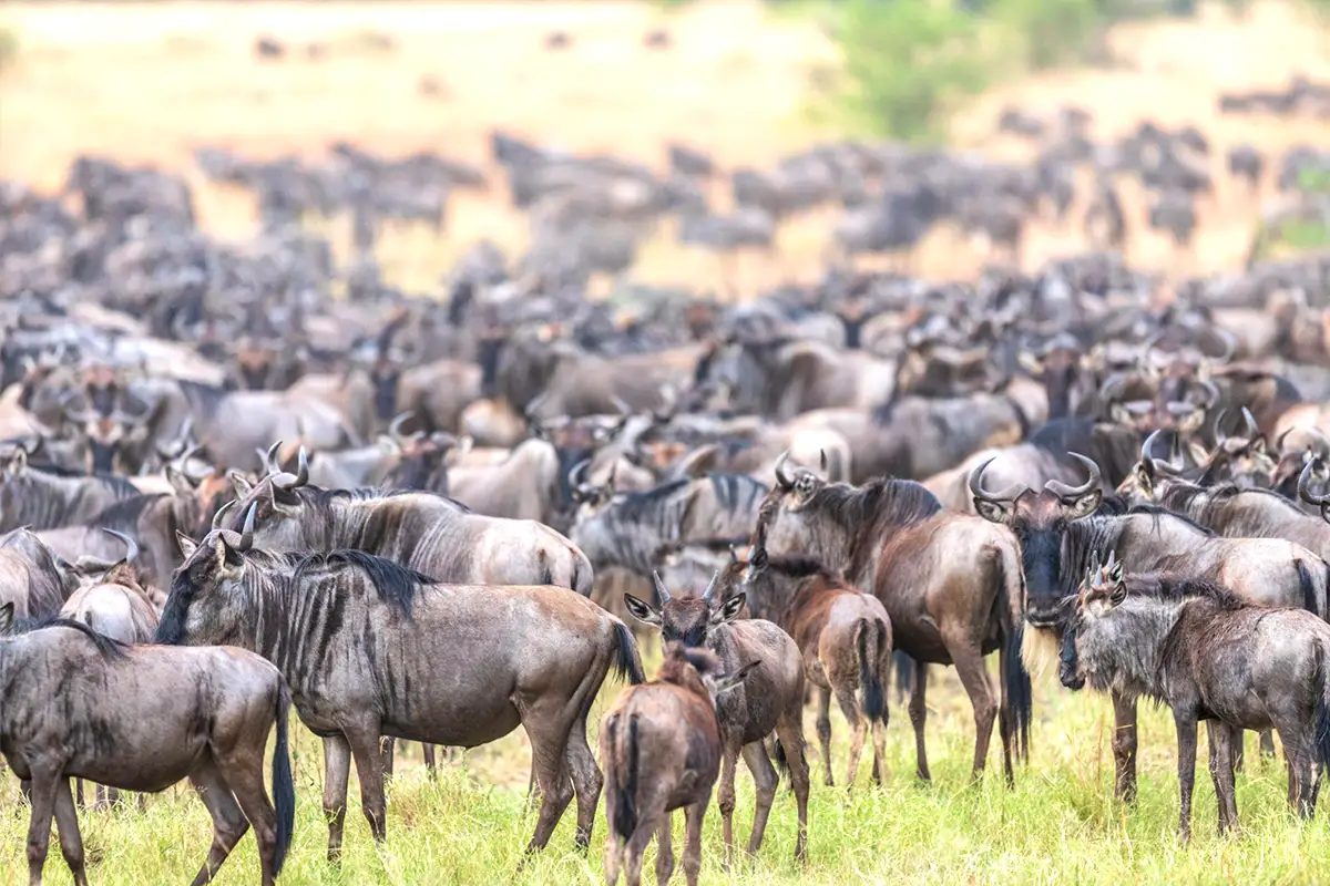 Where Is the Great Migration in June, July, and August 2026? A Month by Month Guide