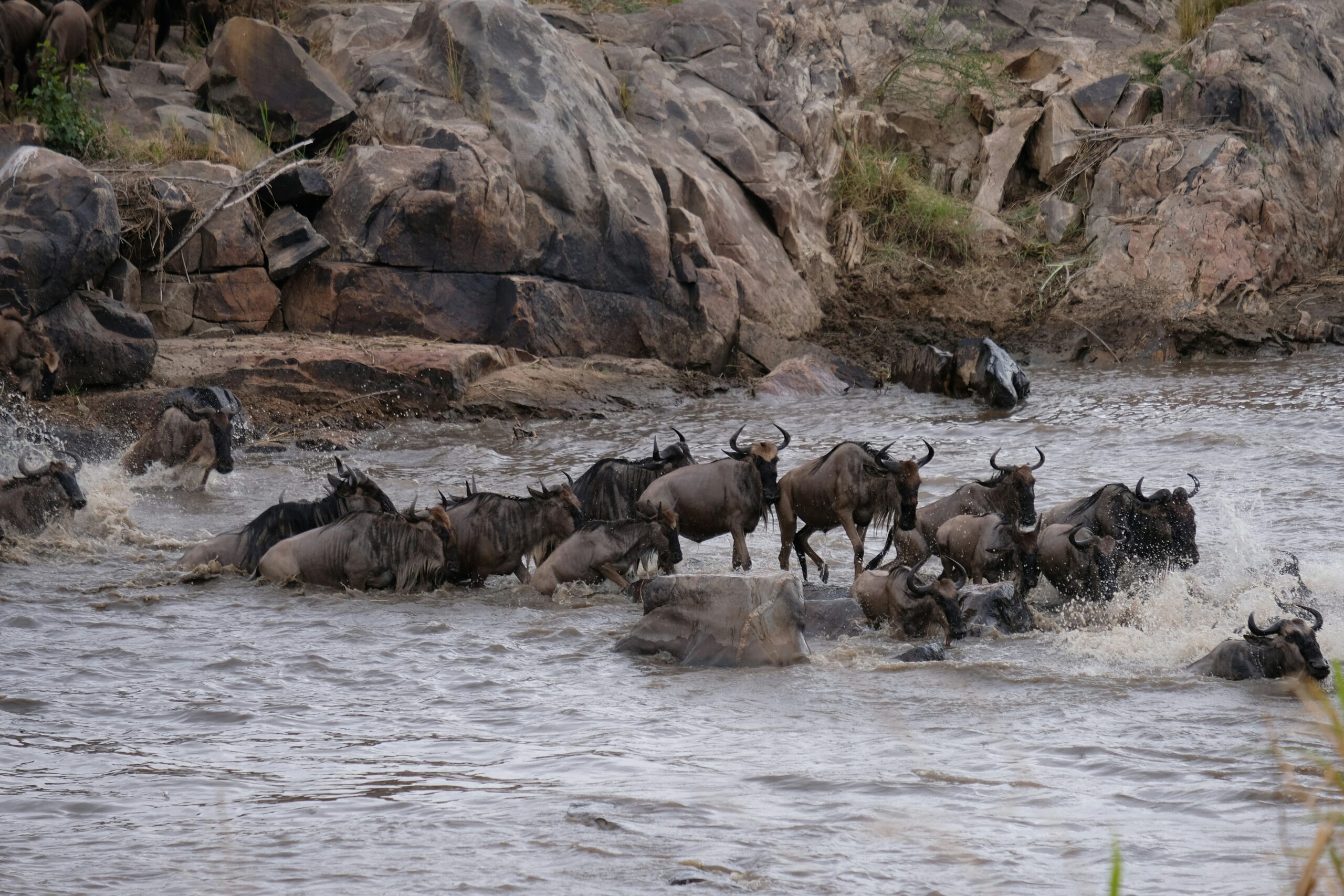Where Will the Great Migration Be in Summer 2026? Expert Safari Guide
