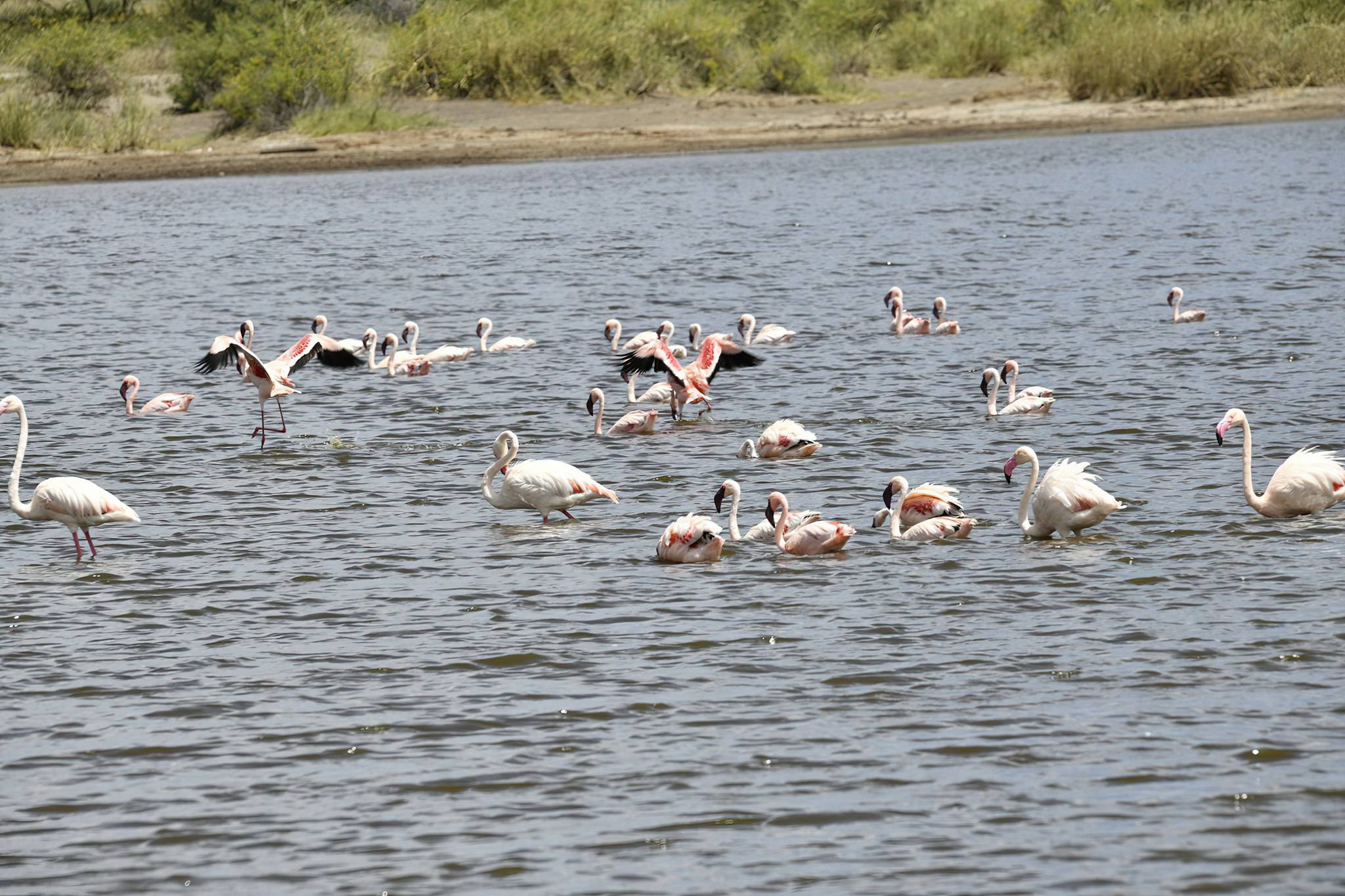 Why February Is One of the Best Months for a Tanzania Safari