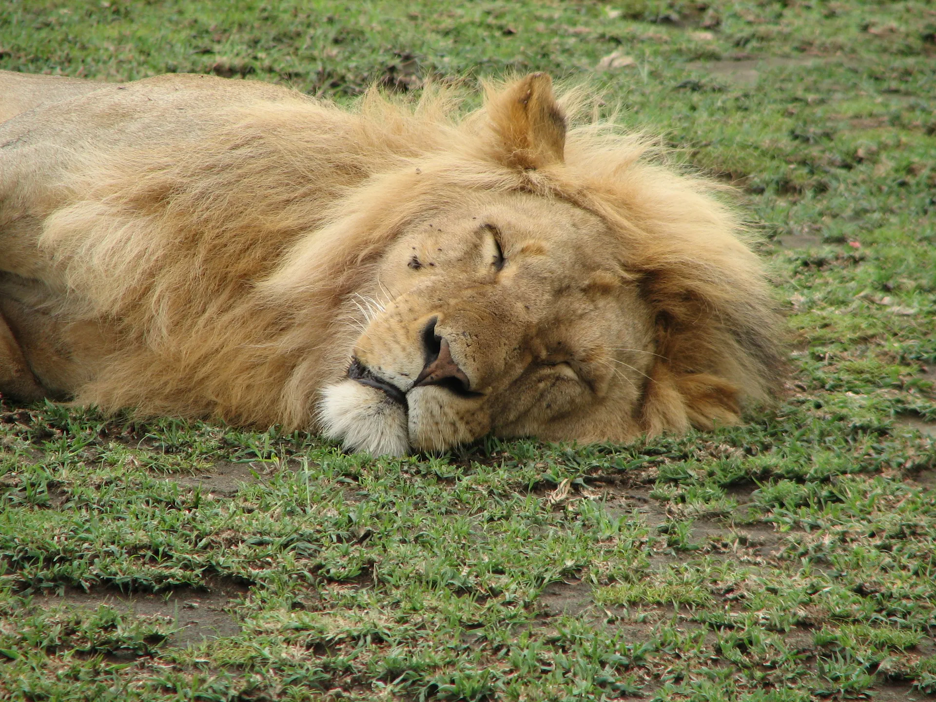 Why February Is the Best Month for an Ndutu Calving Safari