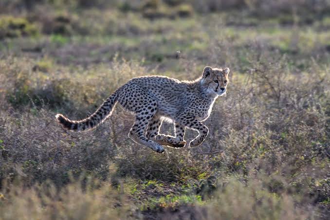 Comparing the Best Ndutu Calving Season Camps for February