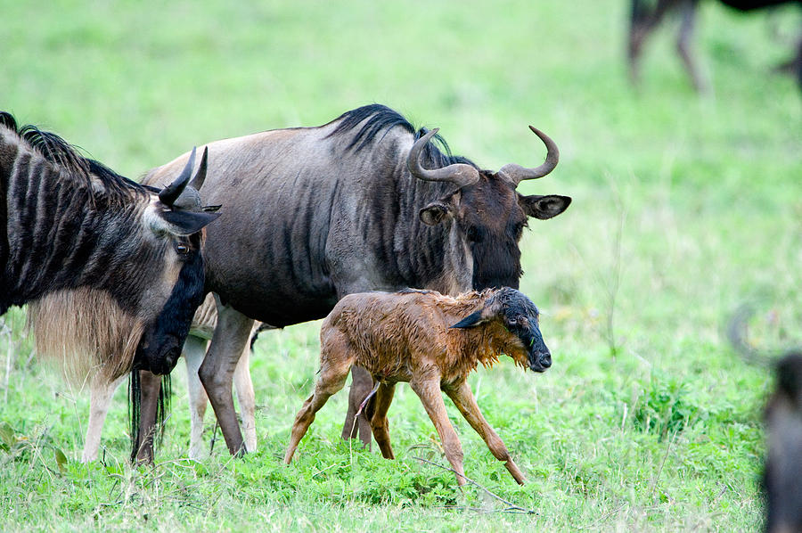 Why January Is the Best Time for a Northern Safari and Zanzibar
