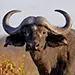 buffalo