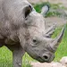 rhino