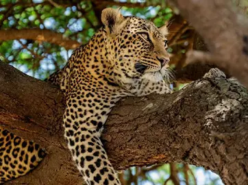 Serengeti