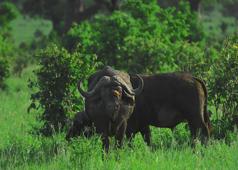 5 days group safari - Tarangire, Serengeti & Ngorongoro crater
