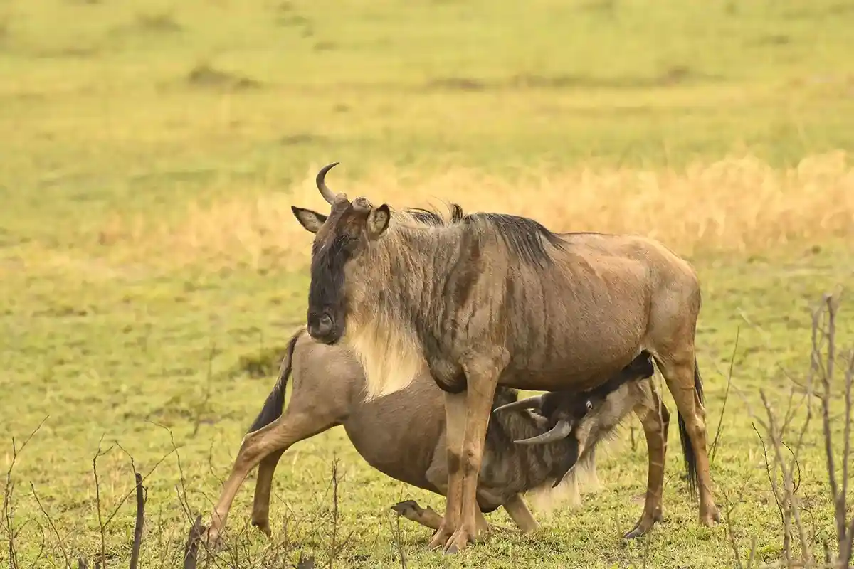 5-Day Affordable Calving Season Safari Ndutu Budget Camping