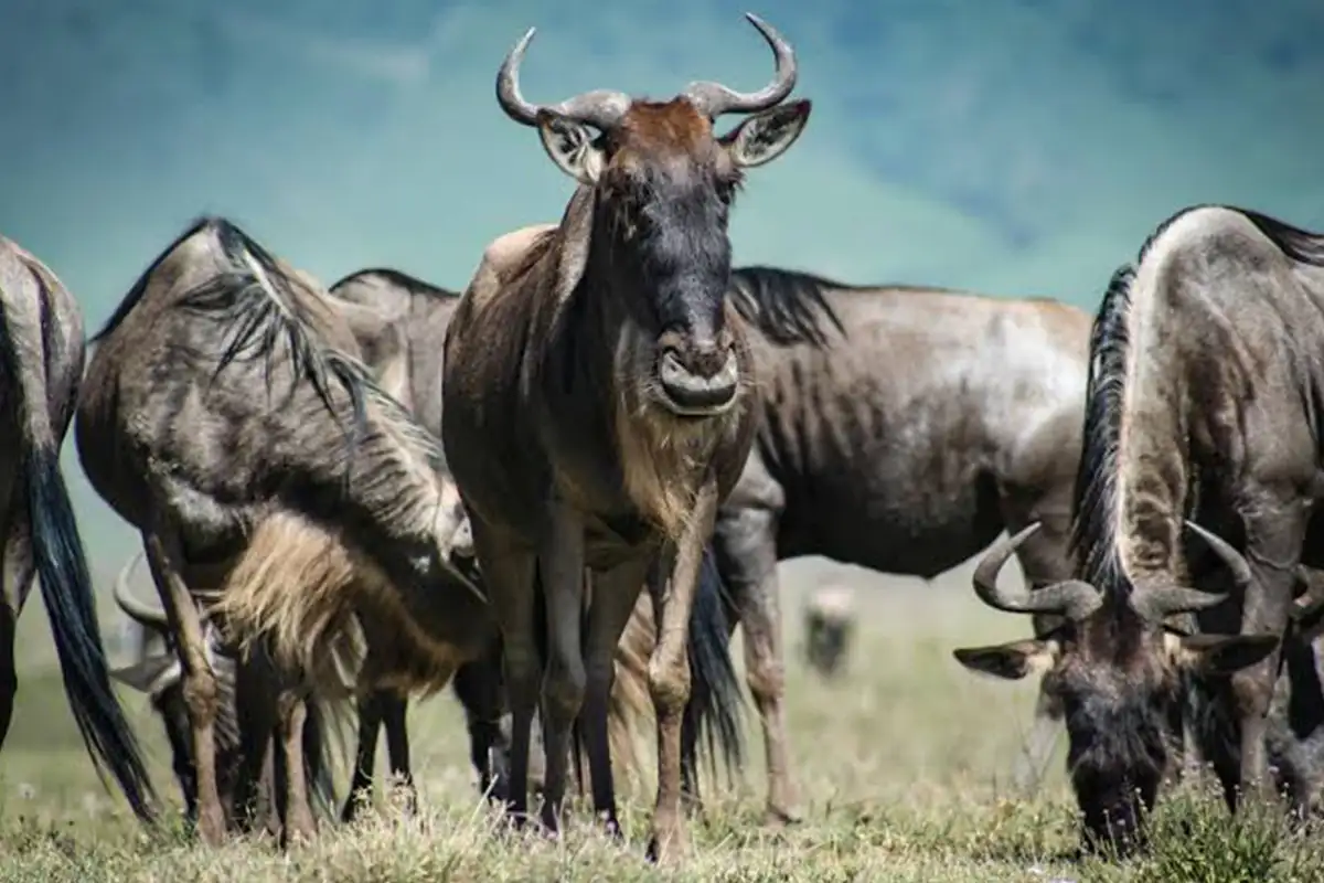 5-Day Affordable Wildebeest Migration Safari