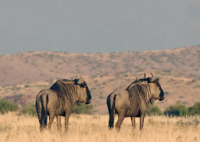 5 Days Affordable Wildebeest Migration Safari from $1400 to $1800