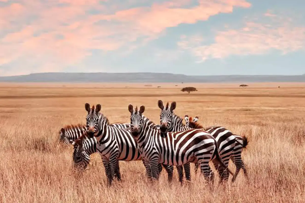 5-Day Best of Serengeti Mara River Wildebeest Migration Safari