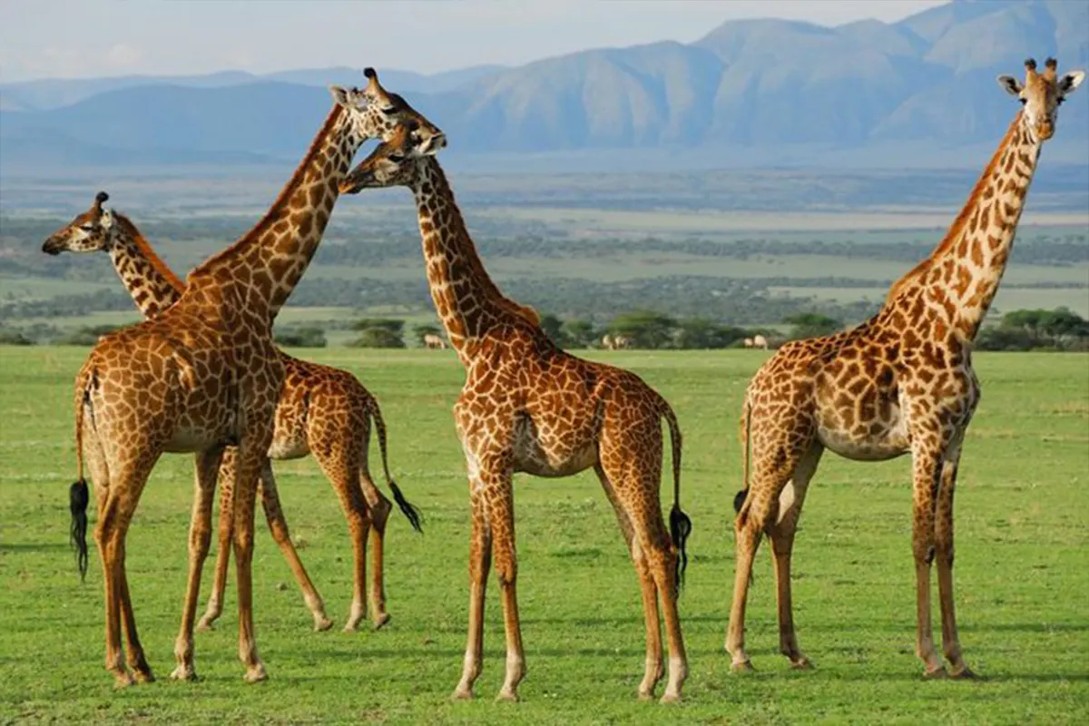 5 Days Budget Safari Arusha National Park Lake Natron Serengeti
