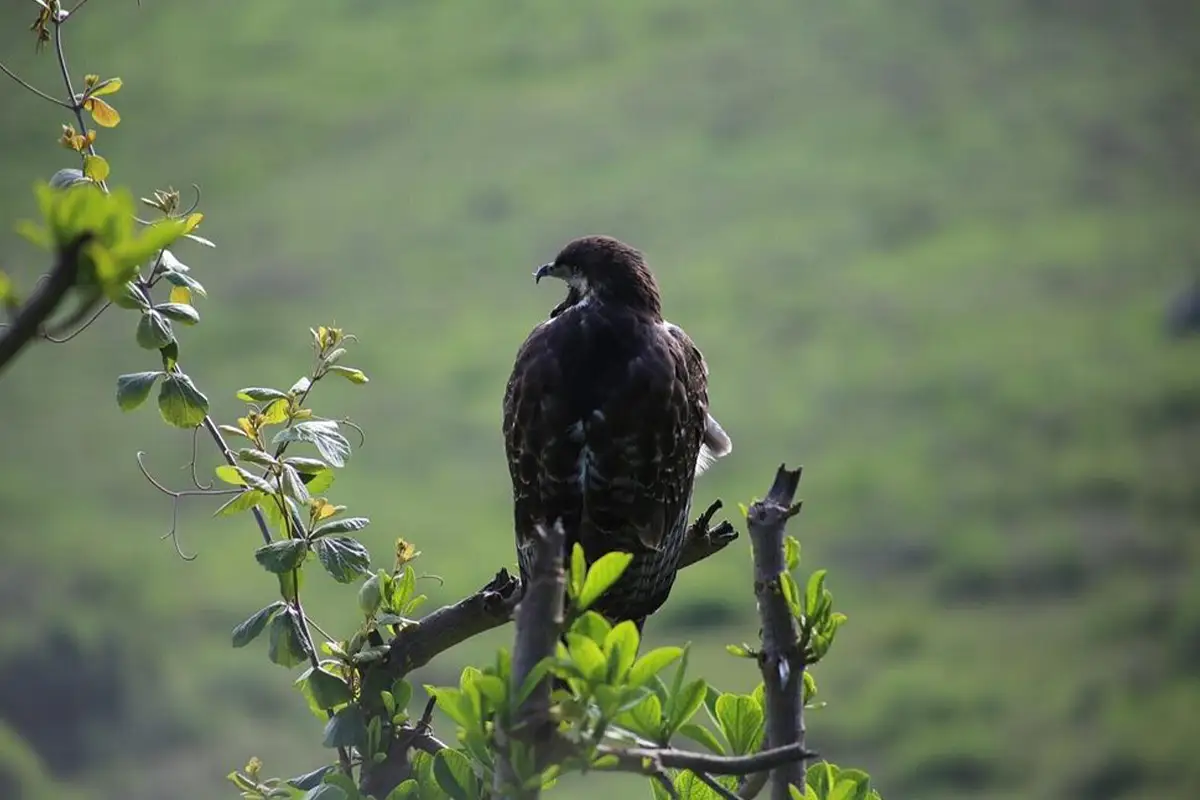 5 Days Budget Safari Arusha National Park Lake Natron Serengeti