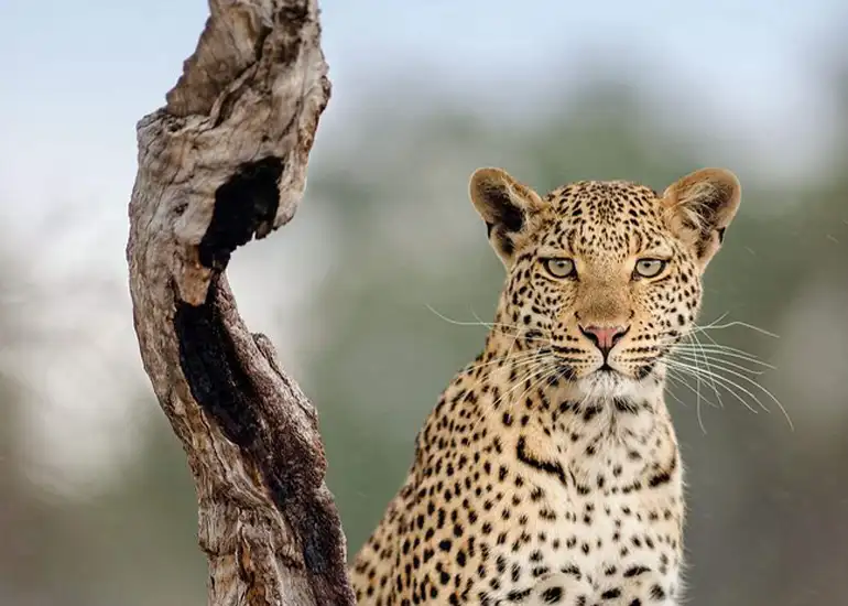 5 Days Budget Safari Lake Manyara Serengeti Ngorongoro Crater Tarangire