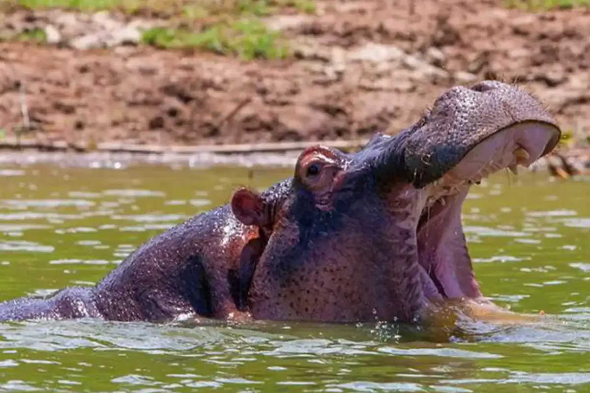 5 Days Budget Safari Lake Manyara Serengeti Ngorongoro Crater Tarangire