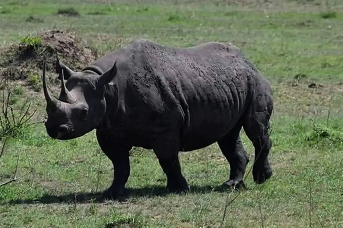 5 Days Budget Safari Serengeti Ngorongoro Crater Joining