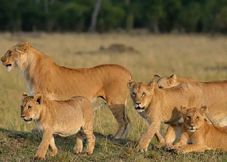 Budget Safari Serengeti Tarangire Lake Manyara